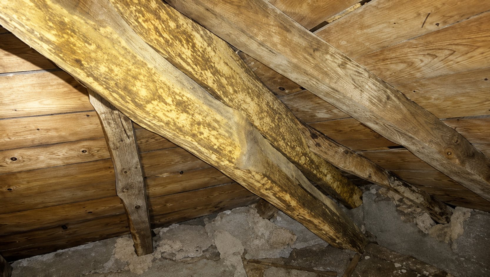 Vue des combles montrant des poutres et chevrons en bois recouverts de moisissures jaunâtres sous une toiture en planches.