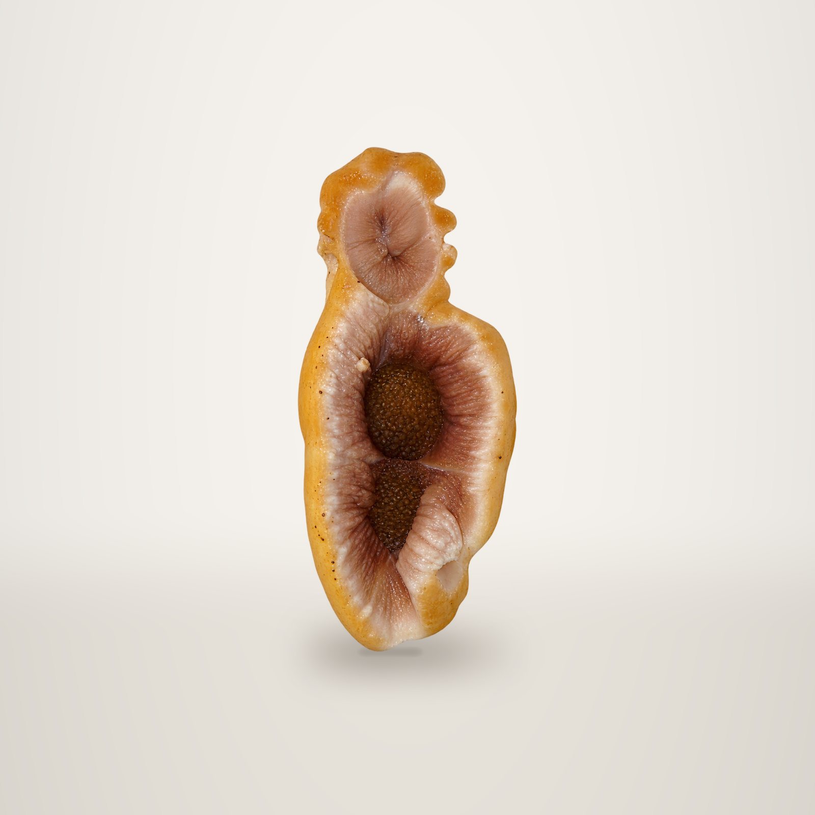Gros plan sur une tache d'humidité aux contours orangés et au centre brun foncé sur un mur blanc au crépi irrégulier.